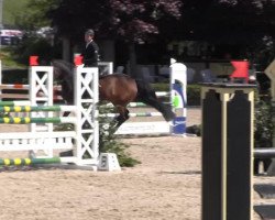 broodmare Passau 3 (Holsteiner, 2000, from Contender)