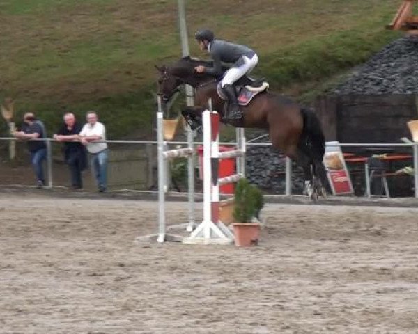 jumper Clearround 2 (Oldenburg show jumper, 2007, from Clinton H)