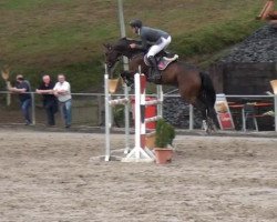 Springpferd Clearround 2 (Oldenburger Springpferd, 2007, von Clinton H)