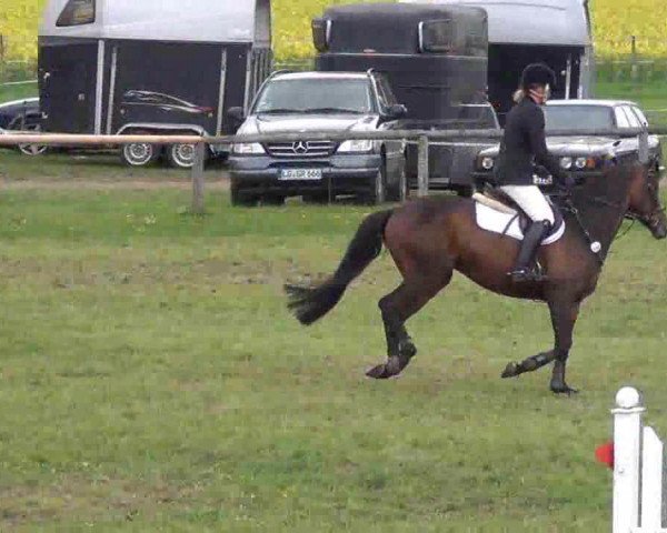 jumper Tiberius (Trakehner, 2006, from Titulus)