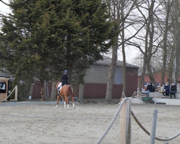 Reitturnier Handorf 2021