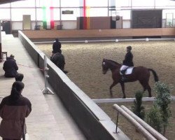 dressage horse Florentina (Hanoverian, 2008, from Florestan I)