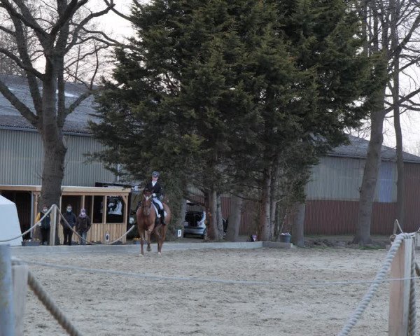 Reitturnier Handorf 2021