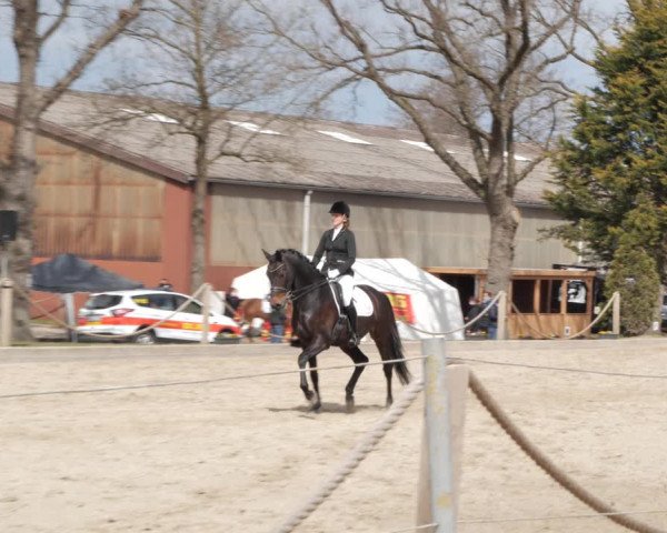 Reitturnier Handorf 2021