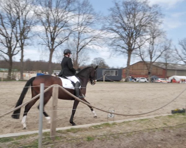Reitturnier Handorf 2021
