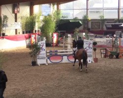 dressage horse Dilaja 2 (Oldenburg, 2006, from Abke 4)