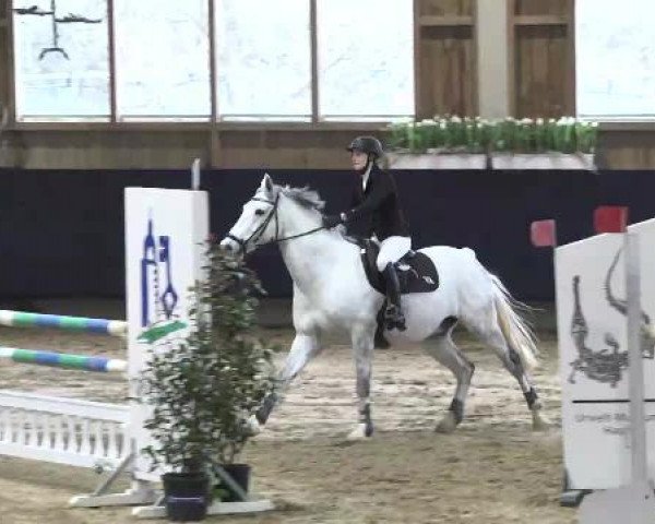 Springpferd Caybe Ci (Deutsches Sportpferd, 2006, von Calido I)