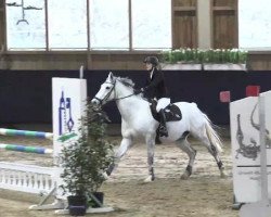 jumper Caybe Ci (German Sport Horse, 2006, from Calido I)