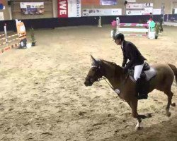 Springpferd Voltera 3 (Litauer Warmblut, 2005, von Vigo d'Arsouilles)