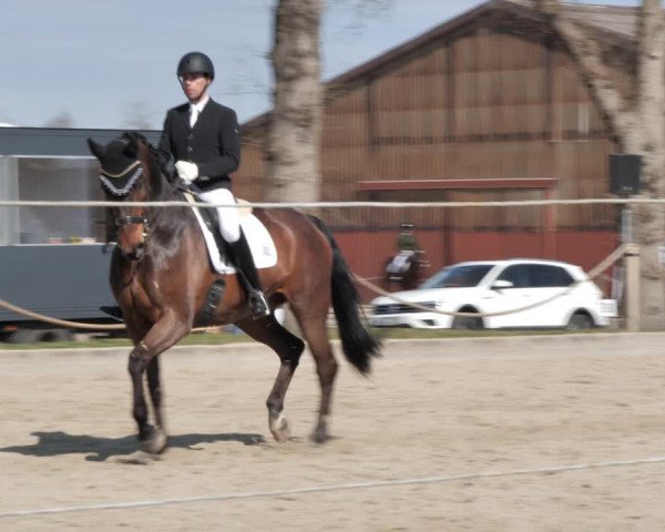 Reitturnier Handorf 2021