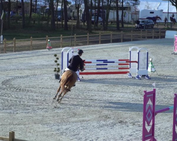 FEI Reitturnier Westergellersen (GER) 2021