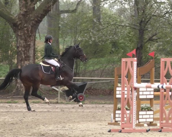 Reitturnier Lampertheim 2021