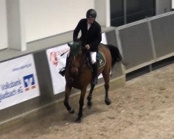 broodmare Acer (KWPN (Royal Dutch Sporthorse), 2005, from Heartbreaker)