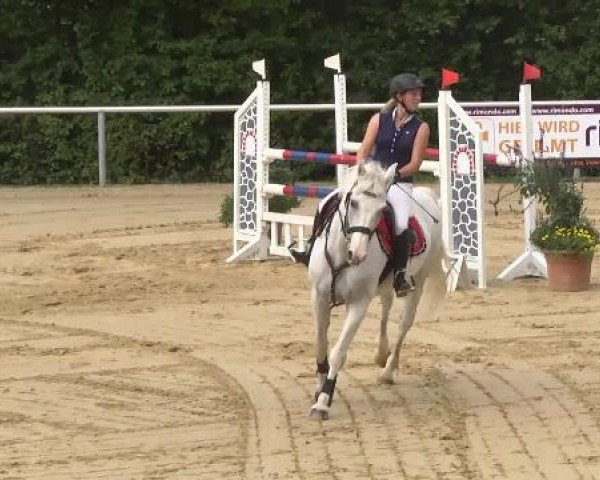 Springpferd Lennon 14 (Holsteiner, 1996, von Lennon)