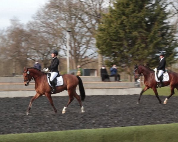 Reitturnier Handorf 2021
