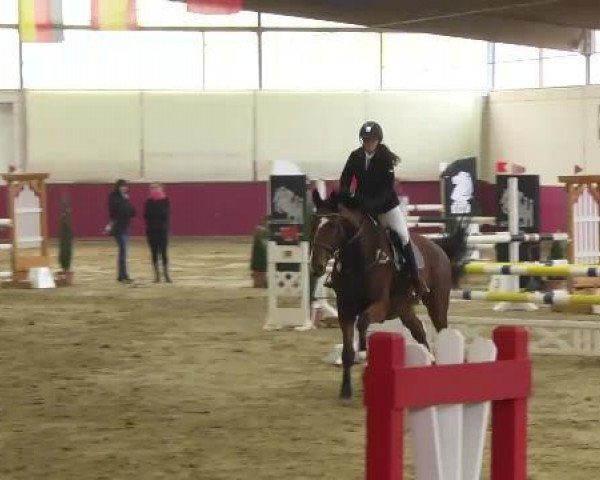 jumper Olli 95 (KWPN (Royal Dutch Sporthorse), 2004, from Ovidius)