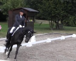 broodmare Di Versace 5 (Hanoverian, 2007, from Don Frederico)