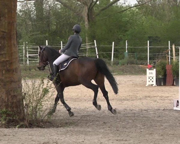 Reitturnier Lampertheim 2021