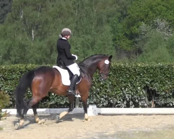 Dressurhest Ladron 6 (Zweibrücker, 1997, fra Lenclos)