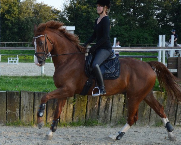 Dressurpferd Rubin Royal 18 (Hannoveraner, 2009, von Rotspon)