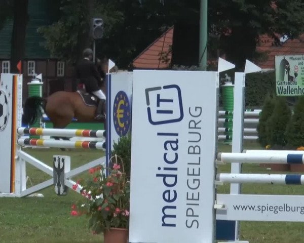 jumper Alster 36 (Westphalian, 2004, from Amantus)