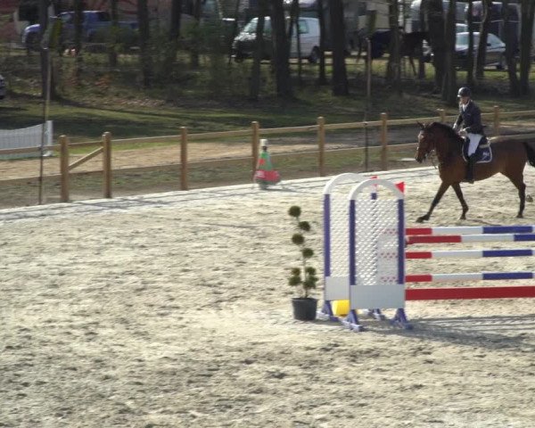FEI Reitturnier Westergellersen (GER) 2021