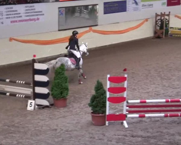 jumper Vasco da Gama (German Riding Pony, 2005, from Veivel R)