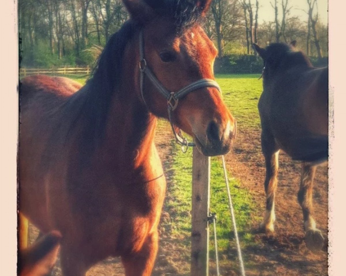 jumper Count on me (German Riding Pony, 2013, from Cyranno WE)