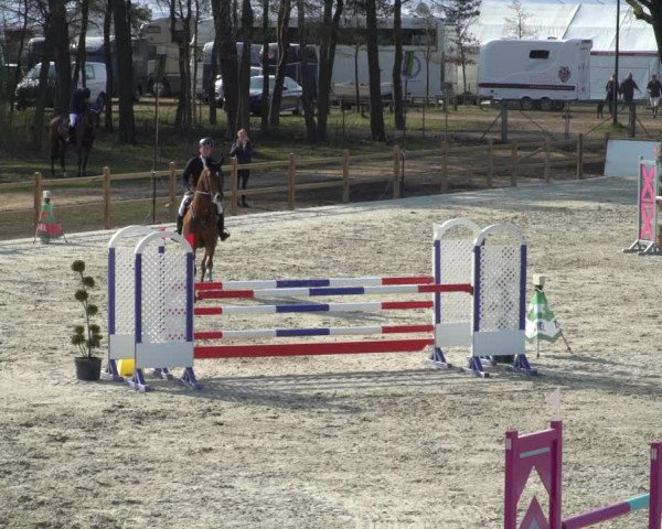 FEI Reitturnier Westergellersen (GER) 2021