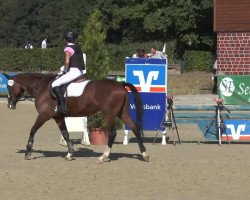 broodmare Celina (Westphalian, 2000, from Cordobes I)