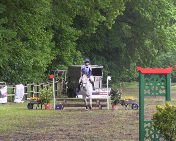 jumper Esquinzo 2 (Hanoverian, 1996, from Escudo I) jumper Esquinzo 2 (Hanoverian, 1996, from Escudo I)