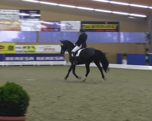 Dressurpferd Ramon 342 (Hannoveraner, 2005, von Rotspon)