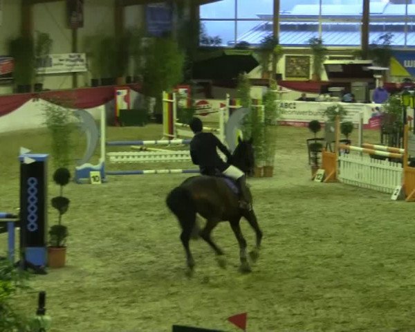 jumper Enrique 2 (Hanoverian, 1998, from Egmont)