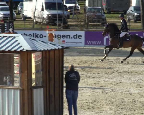 FEI Reitturnier Westergellersen (GER) 2021