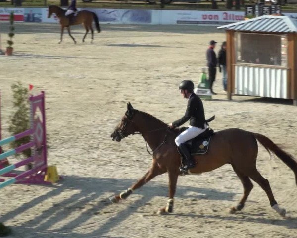 FEI Reitturnier Westergellersen (GER) 2021
