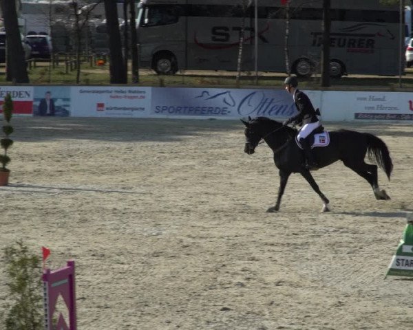 FEI Reitturnier Westergellersen (GER) 2021