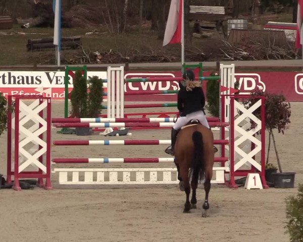 FEI Reitturnier Westergellersen (GER) 2021