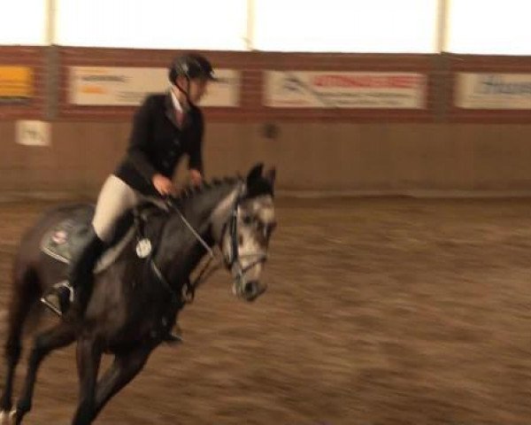 jumper Logan (Oldenburg, 2002, from Lauries Crusador xx)