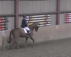 dressage horse Lorina (Hanoverian, 2002, from Londonderry)
