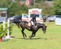 jumper Excalibur (Hanoverian, 2003, from Etrusco)