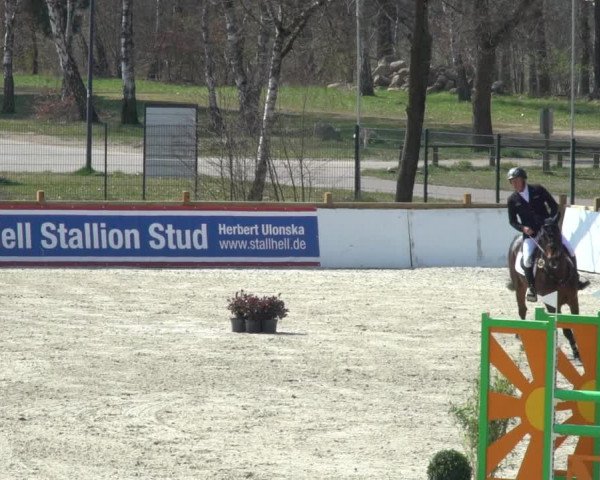 FEI Reitturnier Westergellersen (GER) 2021