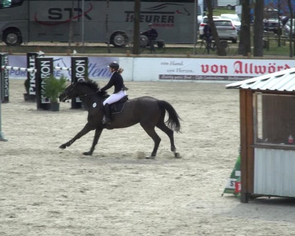 FEI Reitturnier Westergellersen (GER) 2021