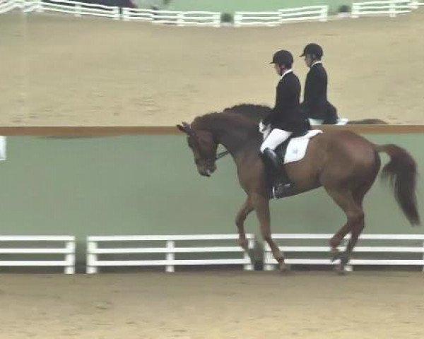 Dressurpferd La Coruna 28 (Hannoveraner, 2007, von Lord Loxley I)