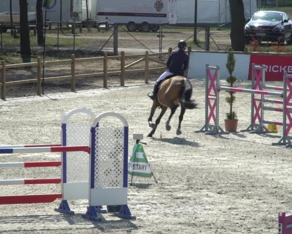 FEI Reitturnier Westergellersen (GER) 2021