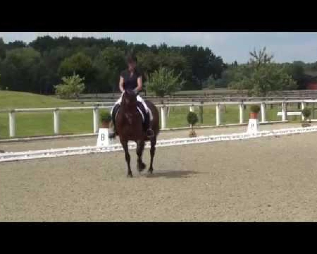 Springhest Donna (KWPN (hollandsk varmblod), 2008, fra Don Frederico)