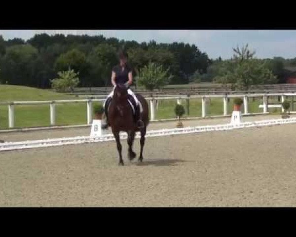 jumper Donna (KWPN (Royal Dutch Sporthorse), 2008, from Don Frederico)