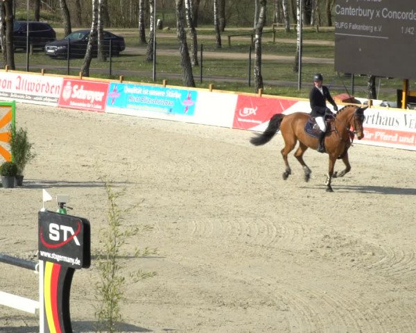 FEI Reitturnier Westergellersen (GER) 2021