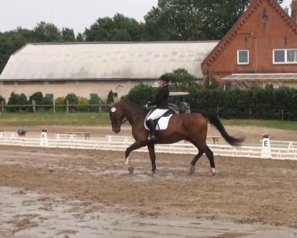 dressage horse White King 4 (Hanoverian, 2003, from Weltregent H)