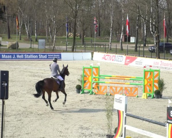 FEI Reitturnier Westergellersen (GER) 2021