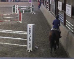 jumper Cosima (Hanoverian, 2003, from Contendro I)